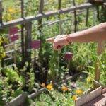 La Secretaría de Atención al Vecino realizara capacitación en Jardines organizada por el Vivero Municipal.
