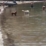 PROHIBIDO EL INGRESO DE PERROS A LAS PLAYAS DE VILLA LA ANGOSTURA