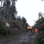 La Municipalidad y el EPEN, intervienen árboles en riesgo para garantizar la seguridad de vecinos y vecinas en Villa Correntoso