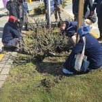 Exitosa jornada de capacitación en poda de rosas e intervención práctica en la avenida arrayanes.